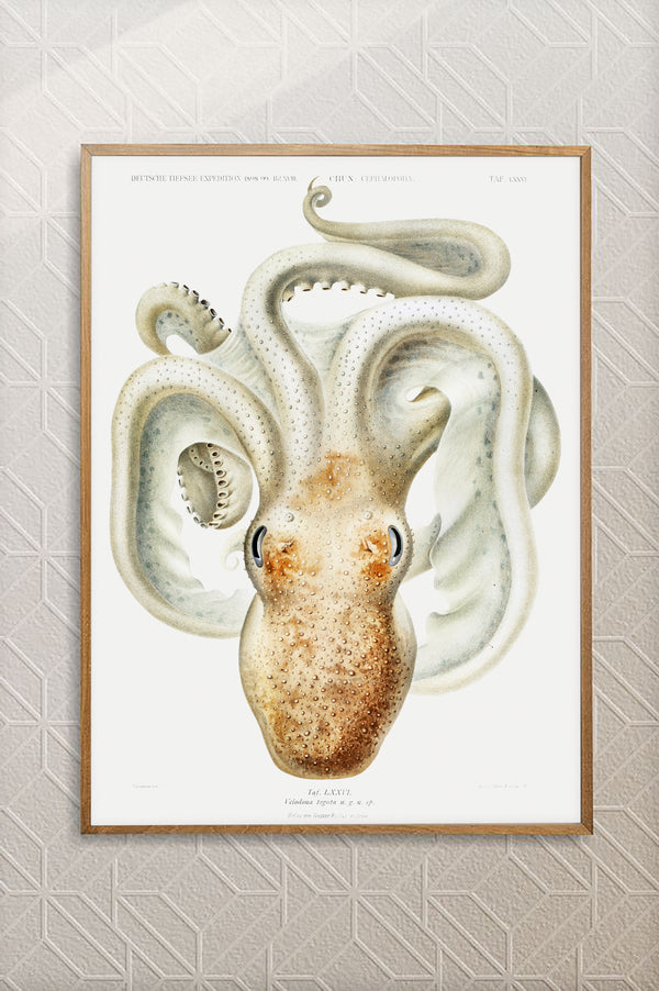 Vintage Wall Art - Velodona Octopus II Scientific Illustration